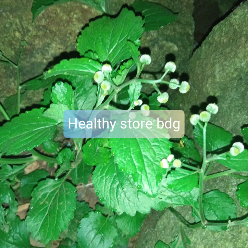 Jual Jual daun bandot seprah atau jukut meurit segar 100 gram | Shopee ...