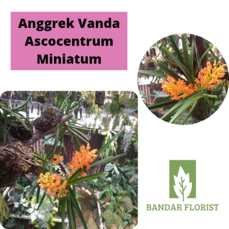Jual Anggrek Spesies Vanda Ascocentrum Miniatum - Tanaman hidup ...