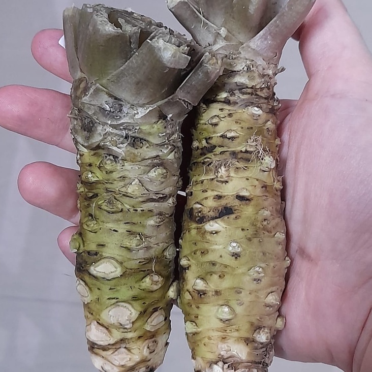 Jual Fresh Wasabi Root 80100 gr Shopee Indonesia