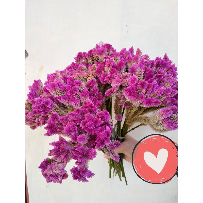 Jual dried Boroco pucuk pink bercabang | Shopee Indonesia