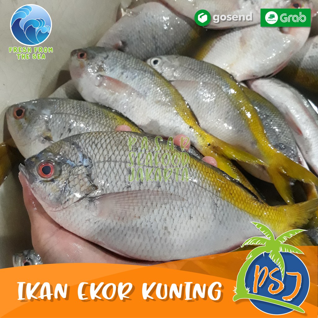 Jual Ikan Ekor Kuning Kg Isi Ekor Ikan Laut Segar Fresh Fish Fresh Seafood Shopee