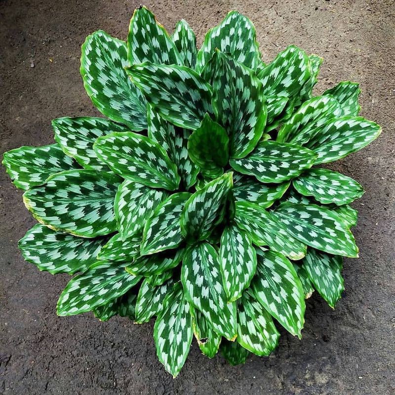 Tanaman hias calathea merak - pohon calathea merak rimbun berkualitas
