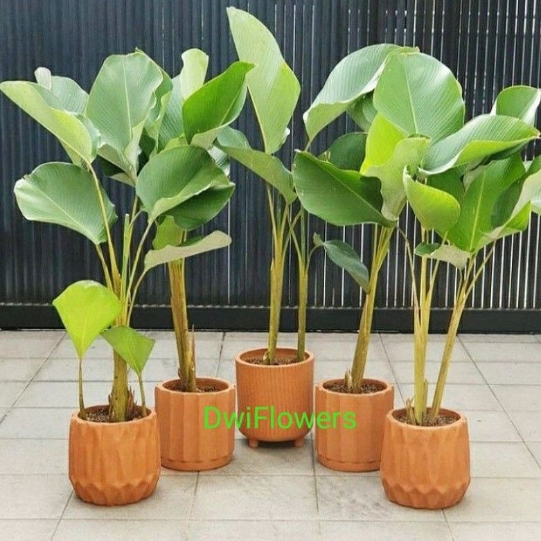 Jual Bisa Cod Tanaman Hias Calatea Lutea Pisang Calathea Tanaman