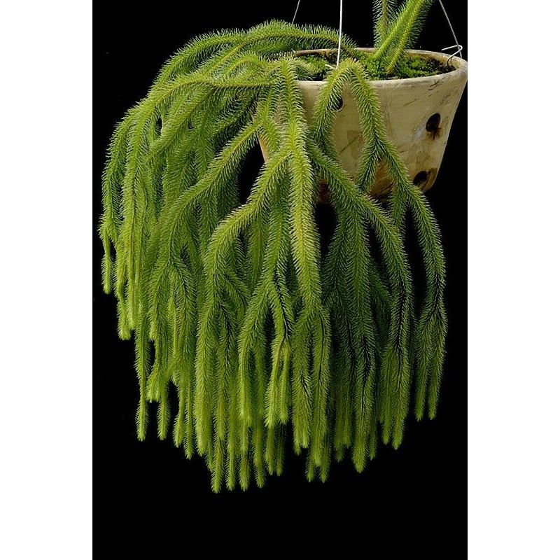 Jual Tanaman gantung Huperzia / rumpai / Lycopodium Squarrossum ...