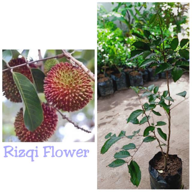 Jual Tanaman buah rambutan rapiah | Shopee Indonesia