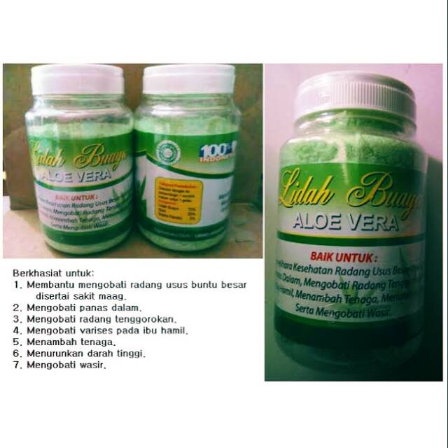 Jual LIDAH BUAYA ( ALOE VERA ) | Shopee Indonesia