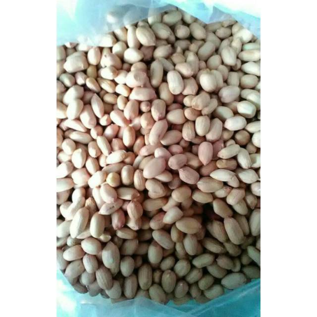 Jual Benih Kacang Tanah Varietas Gajah Isi 2 Kualitas Super Shopee