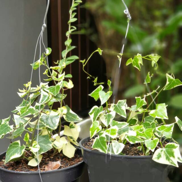 Jual Tanaman hias ivy variegata - ivy varigata - english ivy - tanaman gantung - anisa flora | Shopee Indonesia