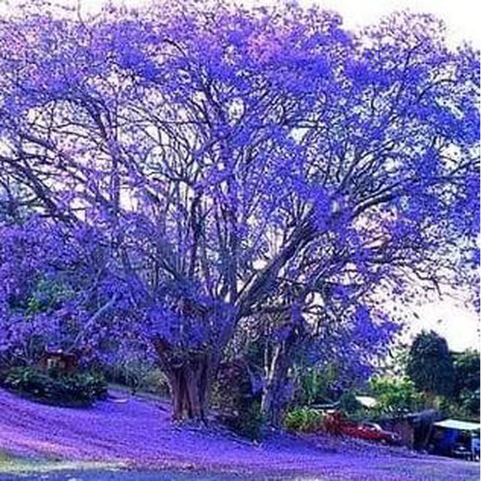 Jual Bibit Benih Biji Pohon Biru Blue Jacaranda Pretty Tree Isi 20 Biji ...