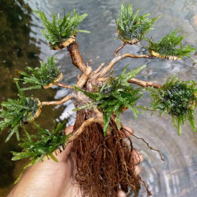 Jual akar bonsai sengganitanaman air aquascape Shopee Indonesia