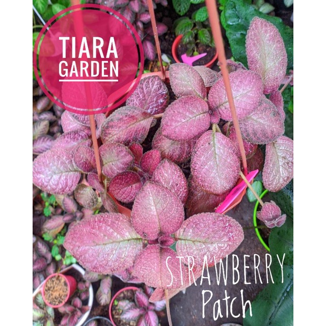 Jual Eppiscia strawbery patch ( bunga oren dan merah) | Shopee Indonesia