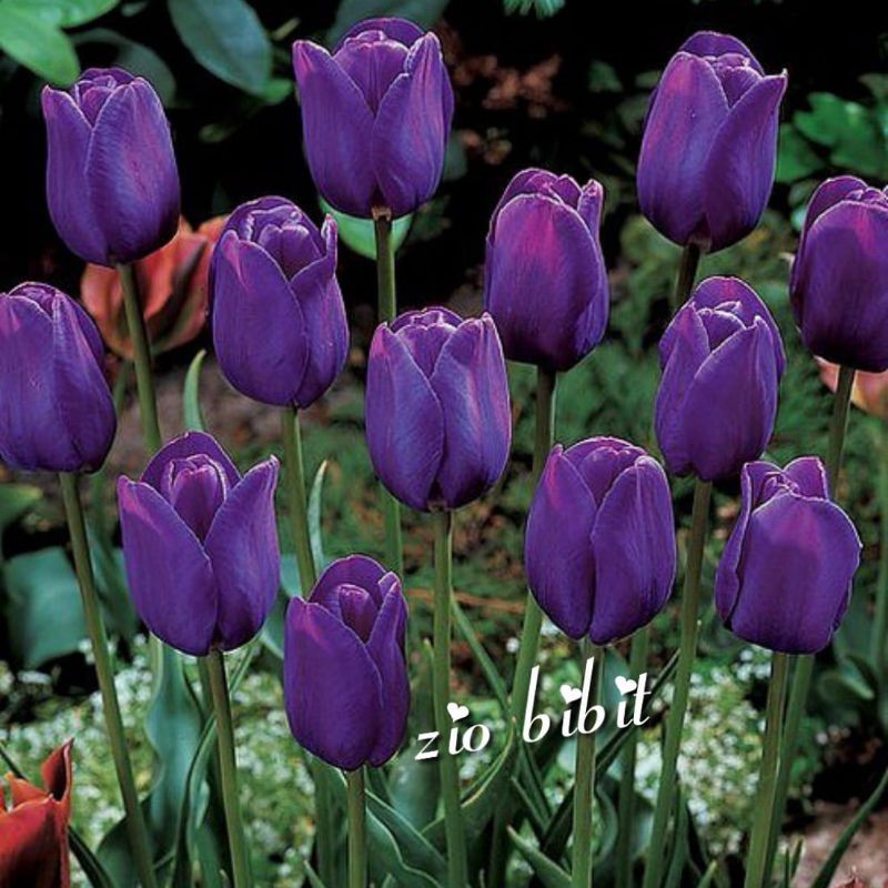 Jual Benih/bibit/biji bunga tulip ungu asli holland belanda | Shopee  Indonesia