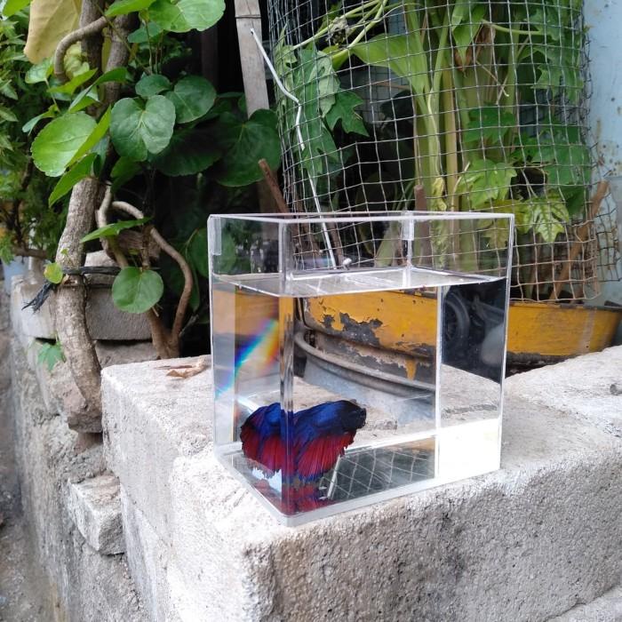 Jual Kandang Aquarium Mini Akrilik Ikan Cupang Shopee Indonesia