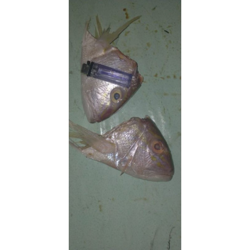 Jual KEPALA KAKAP ANGGOLI | Shopee Indonesia