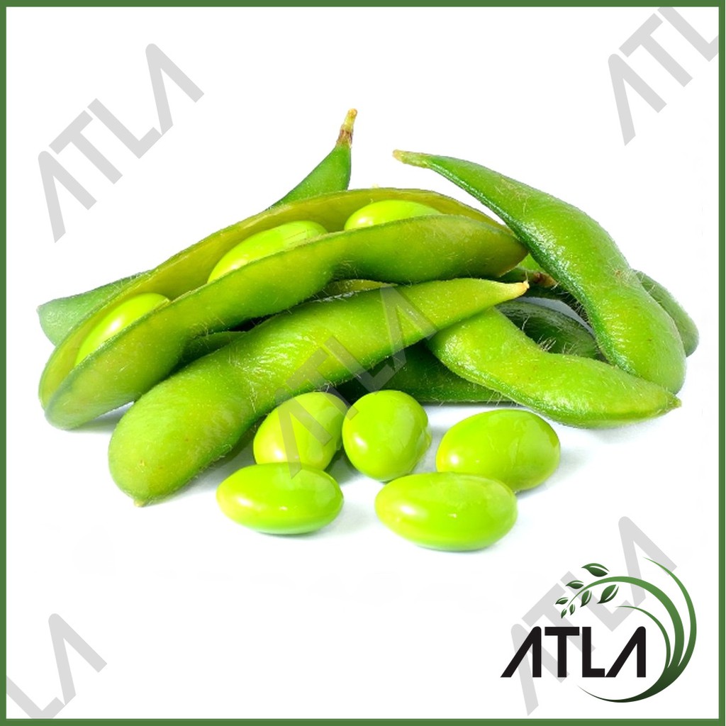 Jual Benih Tanaman Kacang Edamame Biji Bibit Kedelai Jepang Sayuran