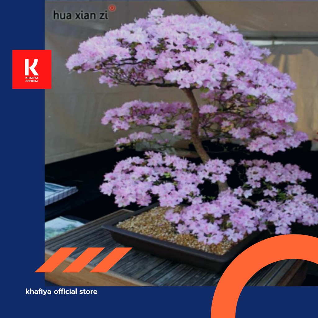 Jual Benih Bibit Biji Tanaman Sakura Yamazakura Tree For Bonsai