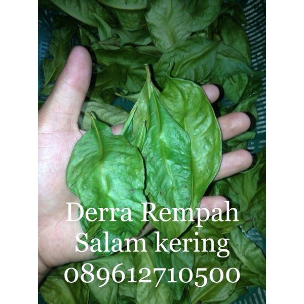 Jual Daun Salam Kering Hasil Oven Shopee Indonesia