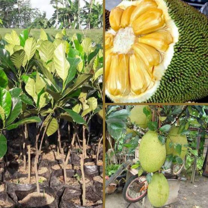 Jual Bibit Buah Nangka Madu 35cm Unggul Shopee Indonesia