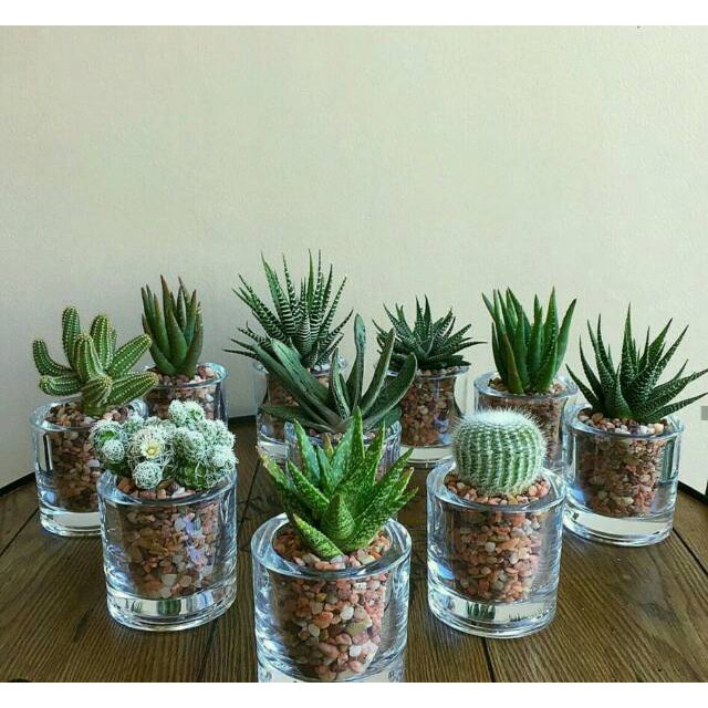 Jual TERARIUM KAKTUS SUKULEN MINI SOUVENIR TANAMAN HIAS BUNGA CACTUS  SEKULEN DAN VAS GELAS KACA | Shopee Indonesia