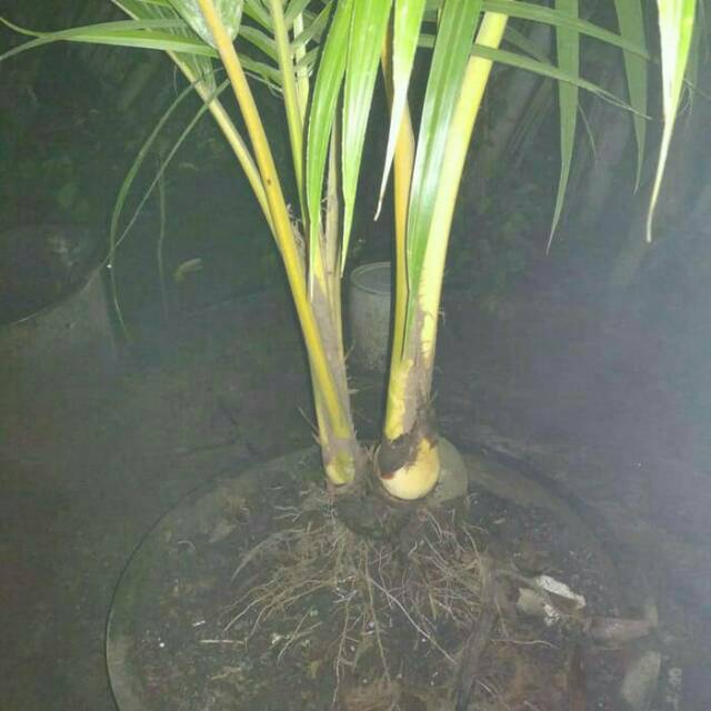 Jual Kelapa bonsai tunas 2 kembar unik tanaman kelapa bonsai kelapa