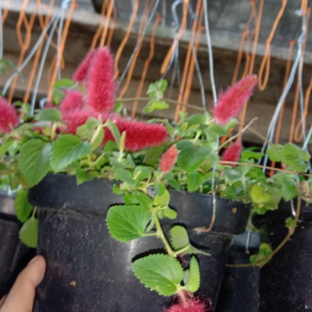 Jual Tanaman Hias Ekor Kucing(Acalypha) | Shopee Indonesia
