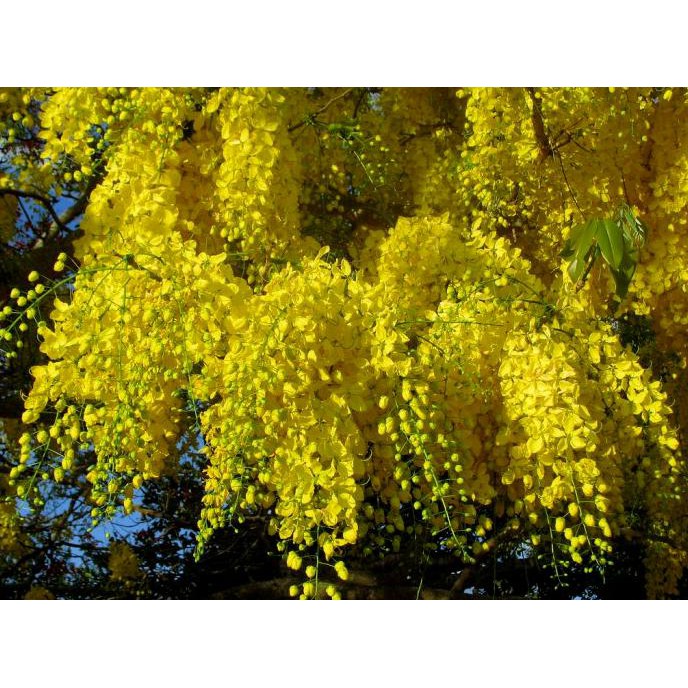 Jual pusat-benih-terlengkap-. tanaman hias bibit bunga hujan mas / gold ...