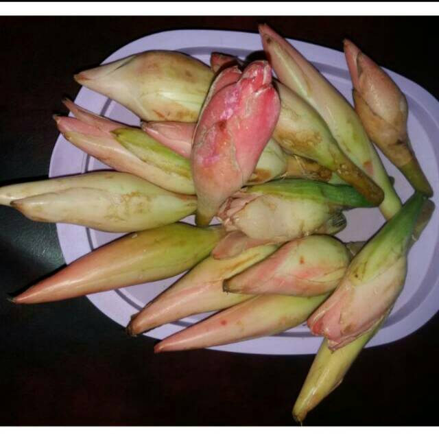 Jual Bunga Rias/ Kecombrang | Shopee Indonesia