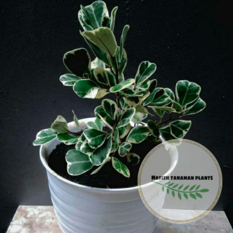 Jual Tanaman Hias Tringularis Variegatae - ficus Varigata Tanaman Hidup ...