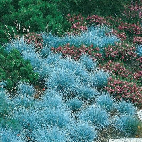 Jual Tanaman Hias Rumput Biru | Shopee Indonesia