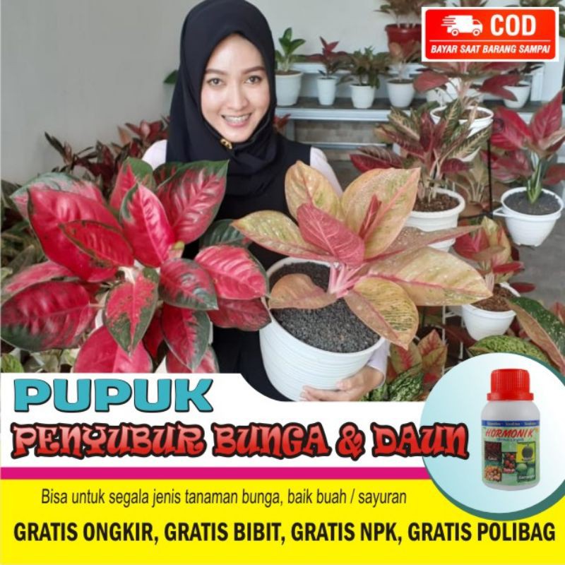 Jual Pupuk Bunga | Shopee Indonesia