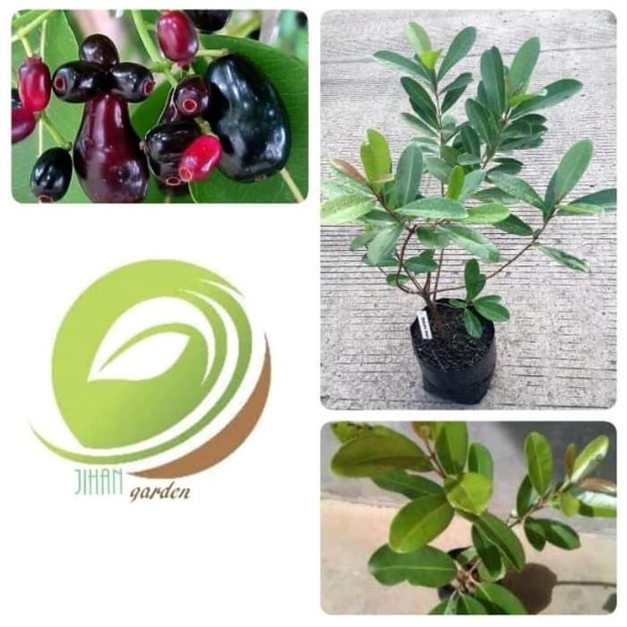 Jual kw1 bibit tanaman buah jamblang hitam/pohon duwet juwet java plum ...
