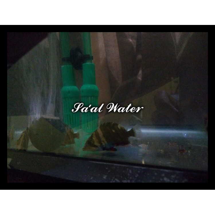 Jual Datnoid / Indo Datz / Tiger Fish / Ikan Predator Ukuran M Cuci ...
