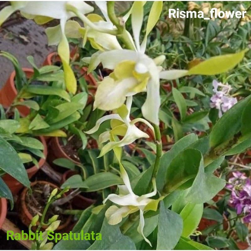 Jual Pohon anggrek dendrobium Rabbit Spatulata / tanaman hias | Shopee ...