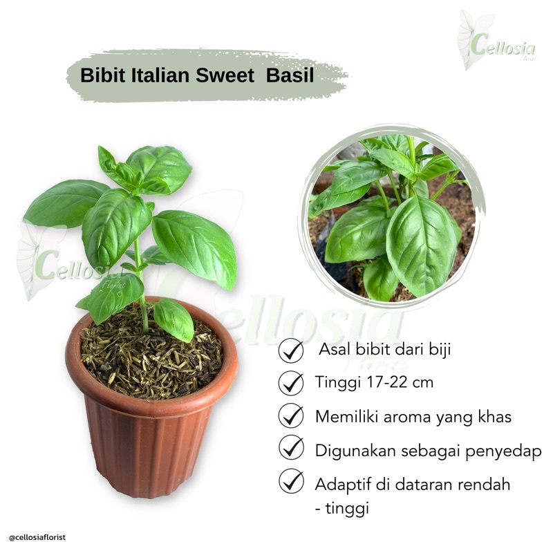 Jual Tanaman Herbal Rempah Sweet Basil atau Italian Basil | Shopee ...