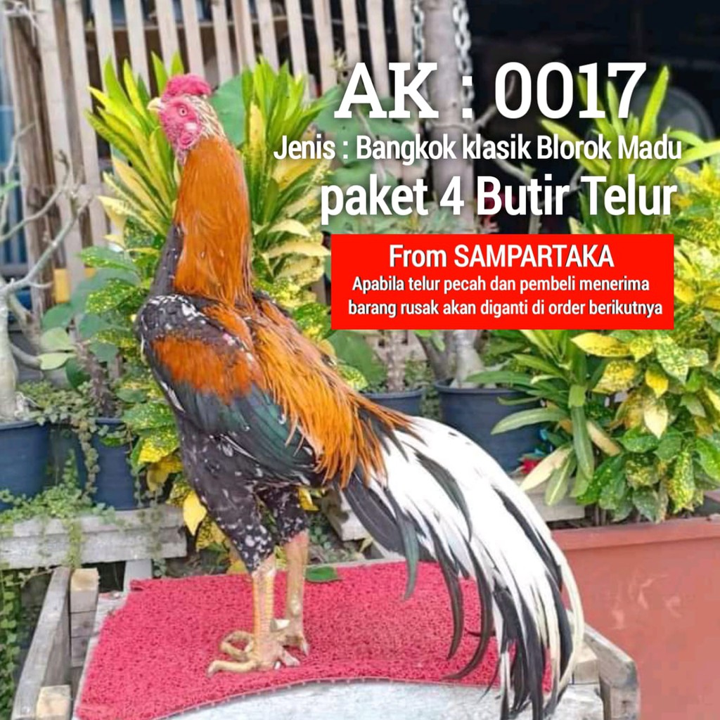 Jual Ayam Bangkok Thailand Ekor Lidi Paket 4 Butir Shopee Indonesia