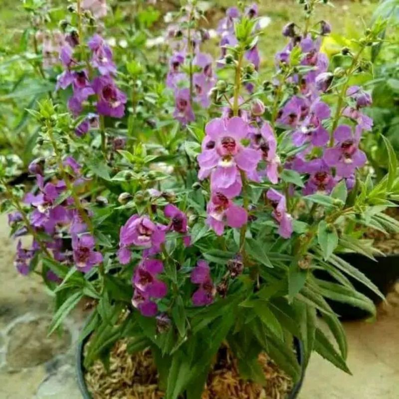 Jual Tanaman Hias Bunga Lavender Ungu/Tanaman Hias Angelonia Ungu ...