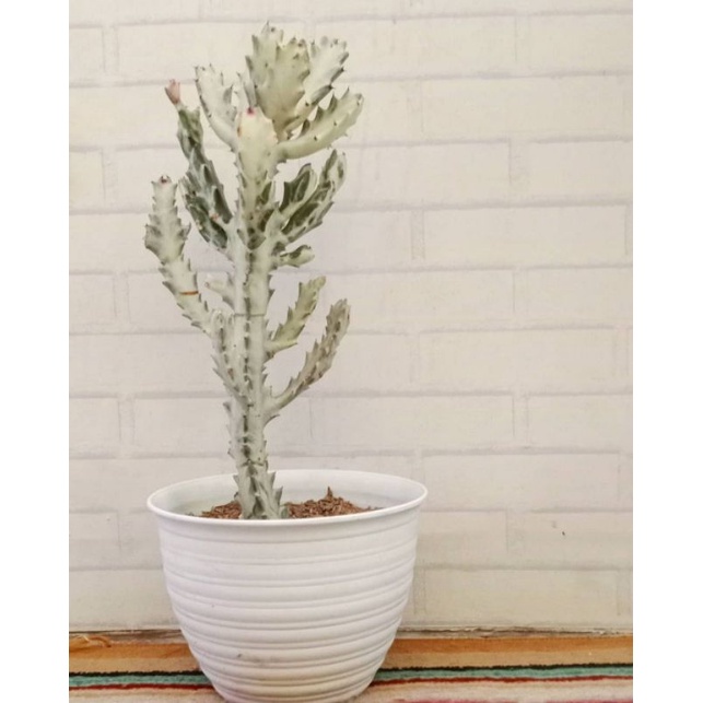kaktus tanne Cactus Opuntia | 120cm | Online kaufen