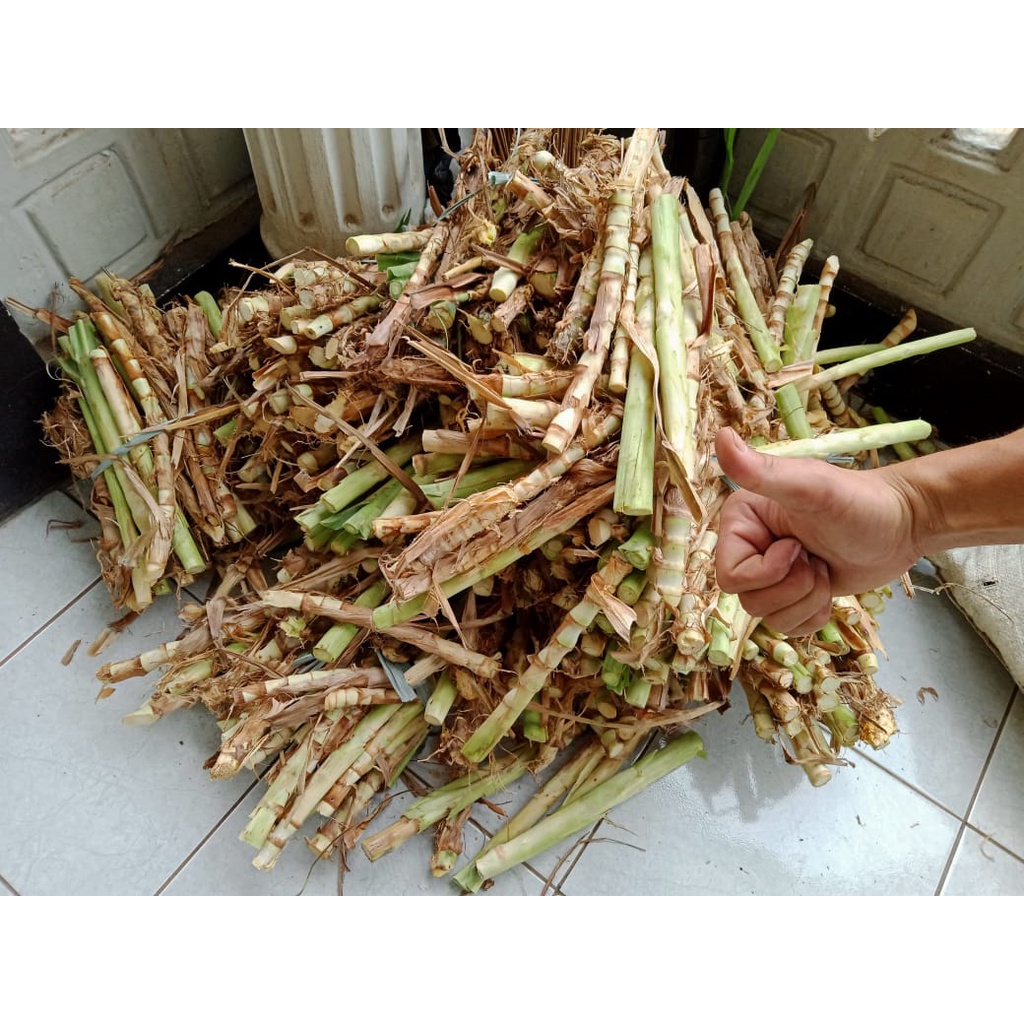 Jual BIBIT RUMPUT ODOT 1 KG (+- 25-50 STEK) PAKAN TERNAK KUALITAS SUPER ...