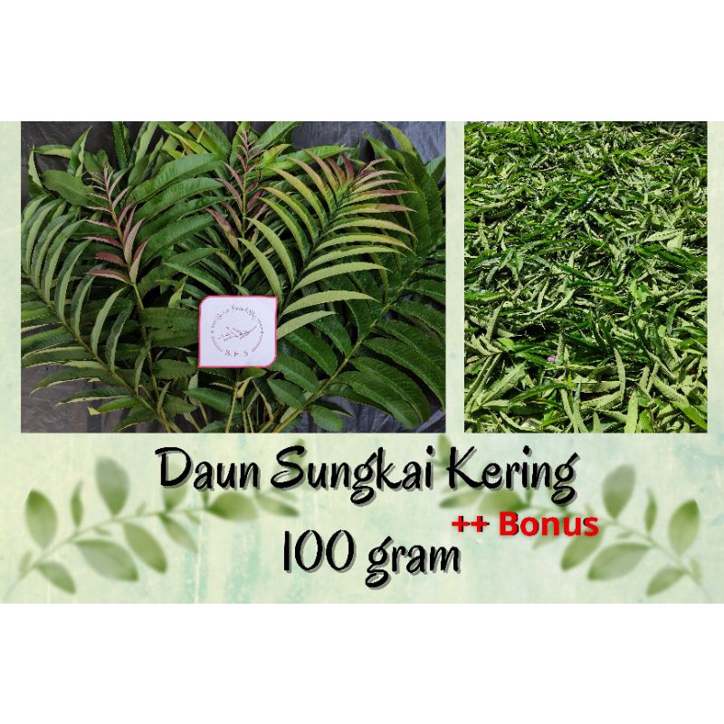 Jual Daun Sungkai Herbal 100 Gr Shopee Indonesia 