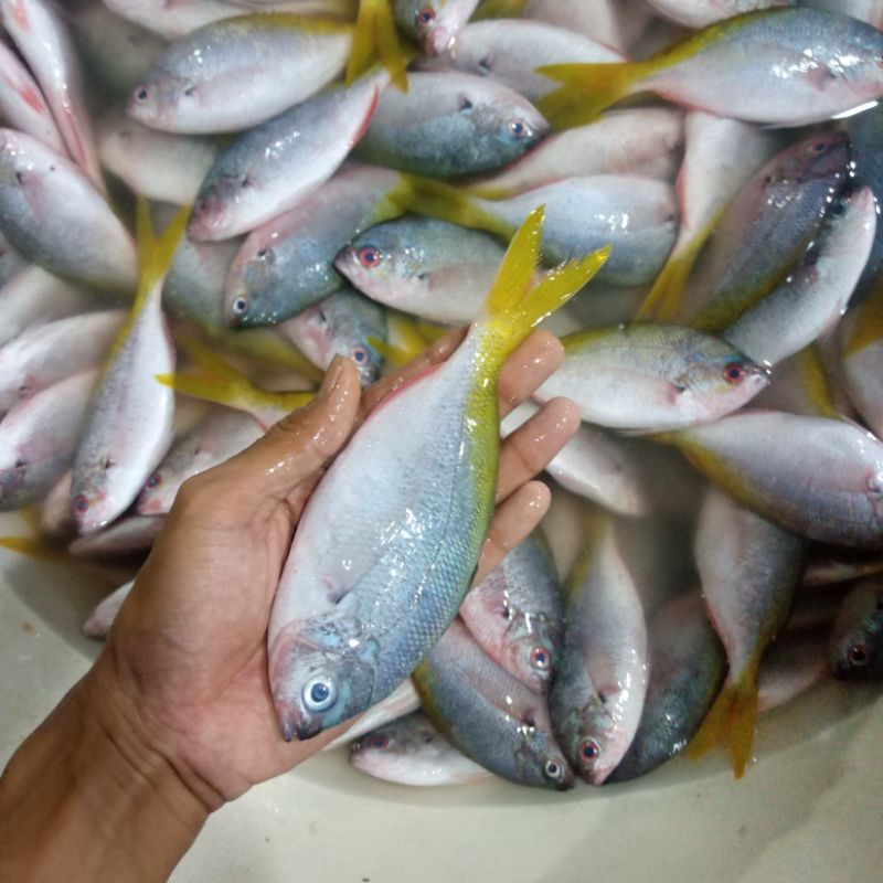 Jual Ikan Ekor Kuning Terlengkap & Harga Terbaru Juli 2026 | Shopee ...