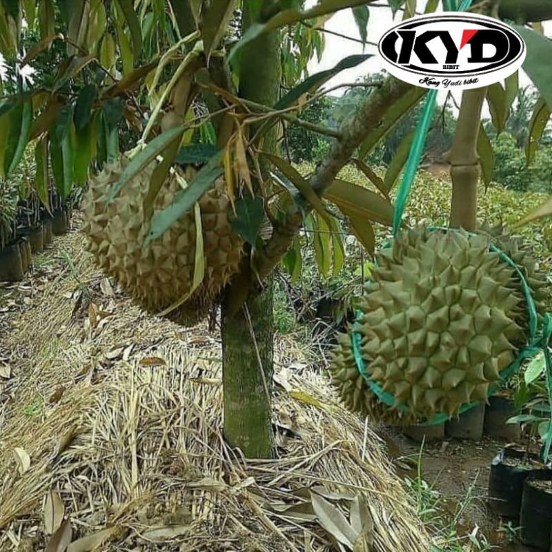 Jual Bibit Buah Durian Montong Musangking Bawor Batang Besar 2 Meter