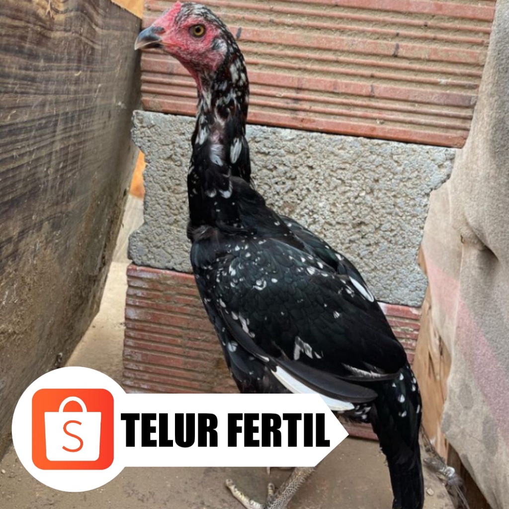 Jual Telur Ayam Bangkok Aseel Hias Asli Perbutir Shopee Indonesia