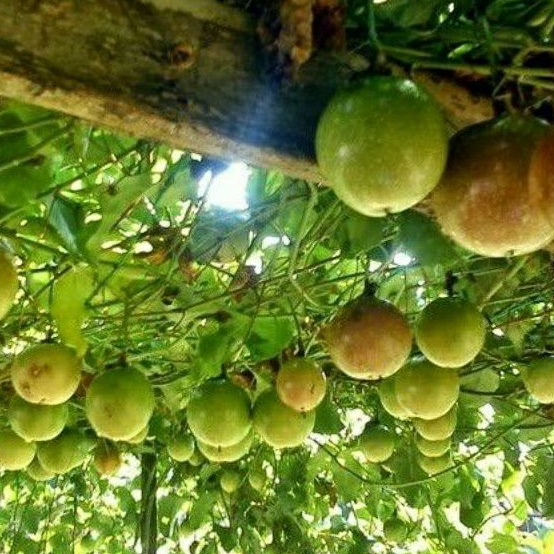 Bibit Pohon Buah Markisa Super Unggul,Cepat Berbuah,Murah