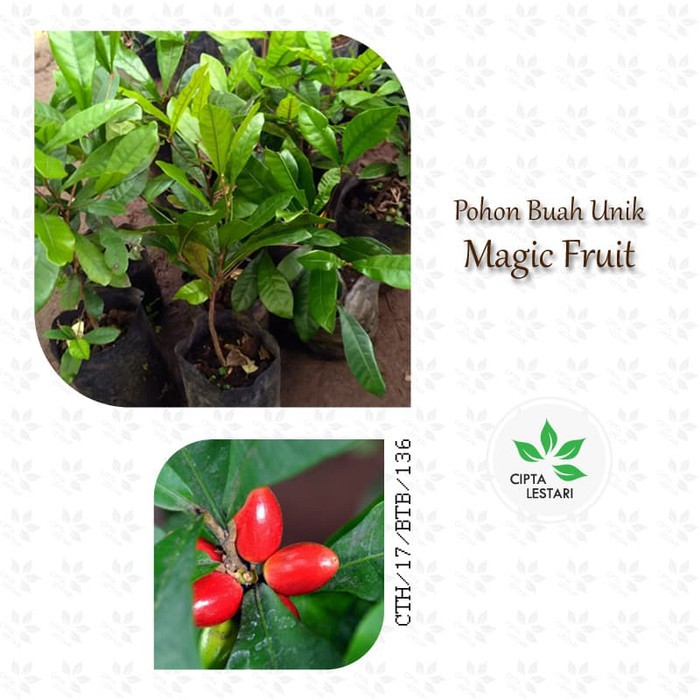 Jual Bibit Pohon Magic Fruit - Miracle Fruit - Buah Ajaib - Herbal ...