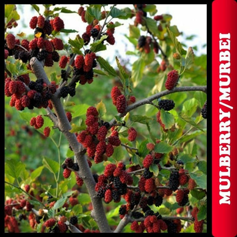 Jual Bibit Mulberry Murbei Shopee Indonesia