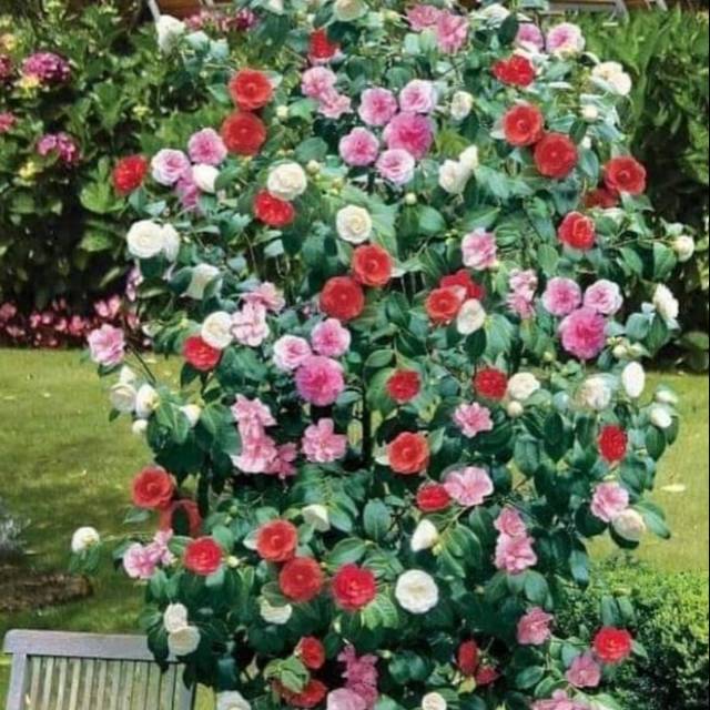Bibit tanaman bunga Camelia(BISA COD)