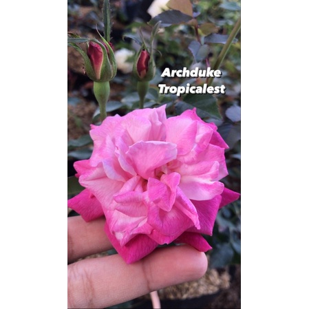 Jual Mawar Archduke Charles (Old Rose - Super wangi) | Shopee Indonesia