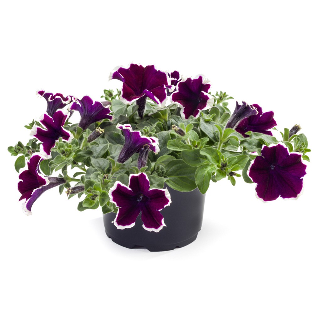 jual-petunia-cascadias-rim-magenta-shopee-indonesia
