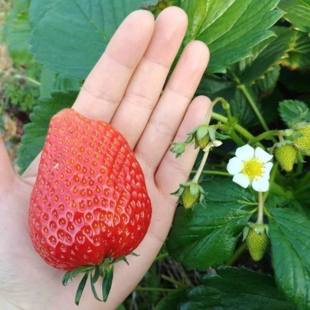Jual 10 Benih Stroberi Jumbo Strowbery Besar Bibit Buah Strawberry ...