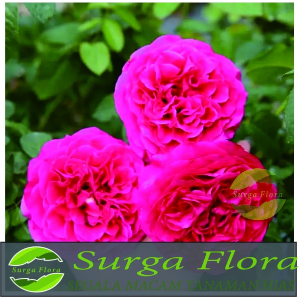 Jual tanaman hias hidup Bunga Mawar Import David Austin KATE ROSE ...